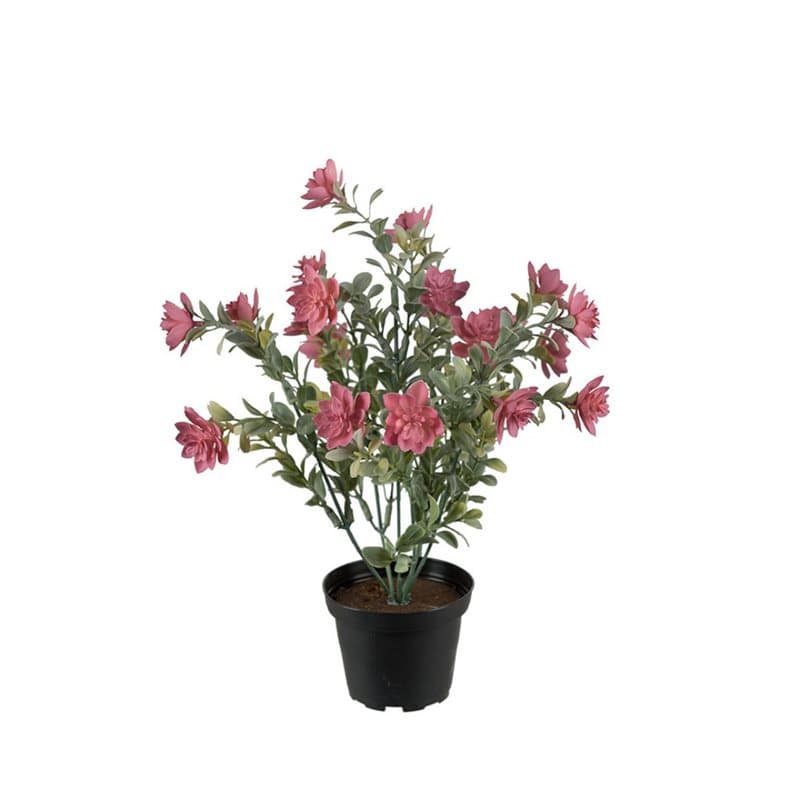 Succulent med rosa blommor, 30 cm.