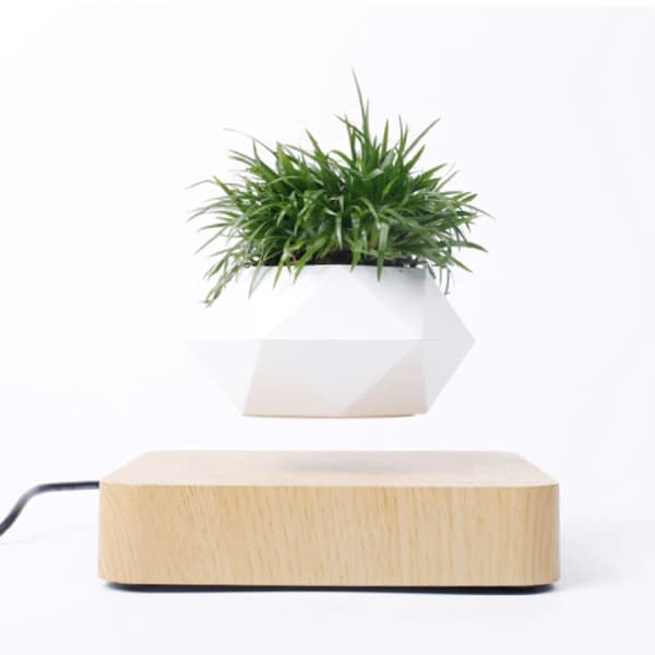 Svävande blomkruka, air bonsai, ljust trä