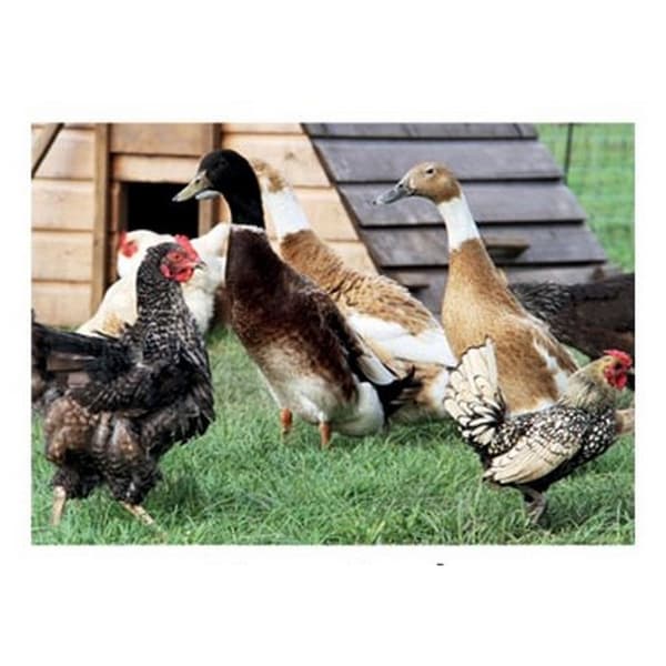 Kevin Milner Countryside Farm Ducks Greetings Card Multicoloured One Size