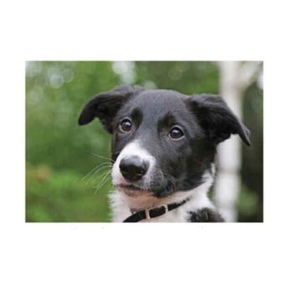 Kevin Milner Countryside Trainee Sheepdog Hälsningskort Multicoloured One Size