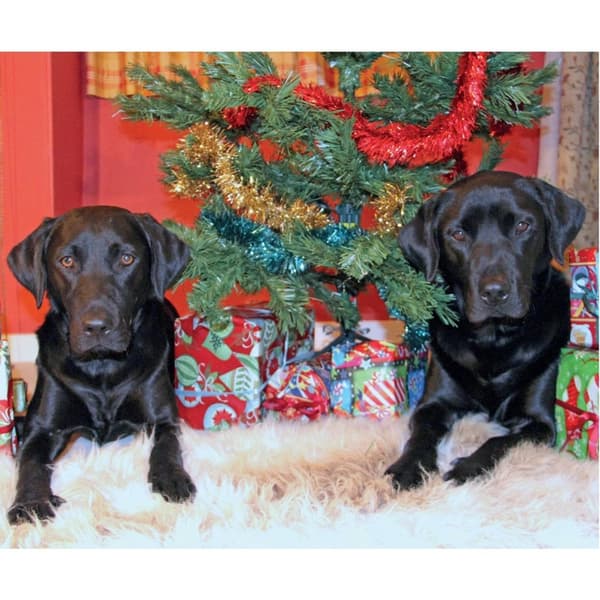 Kevin Milner Christmas In Labradorland Christmas Card Multicoloured One Size