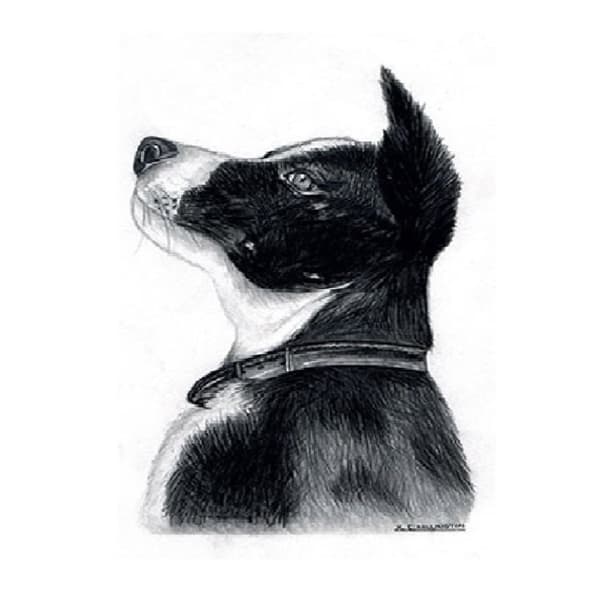 Kevin Milner Lykønskningskort til Border Collie på landet Black/White One Size