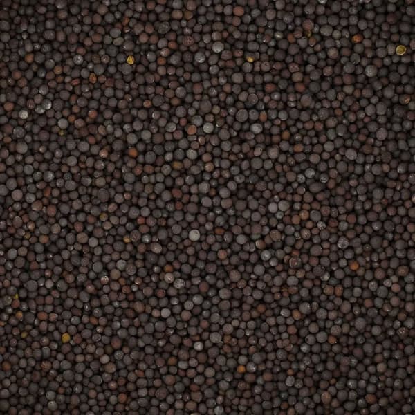 Sorte sennepsfrø 200 g