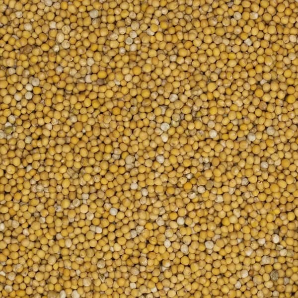 Vita senapsfrön 1 kg