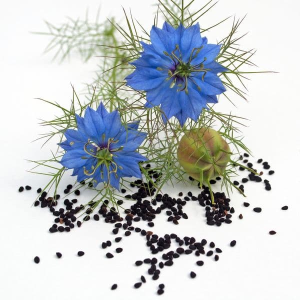 Svarta spiskumminfrön 500g / Naturo