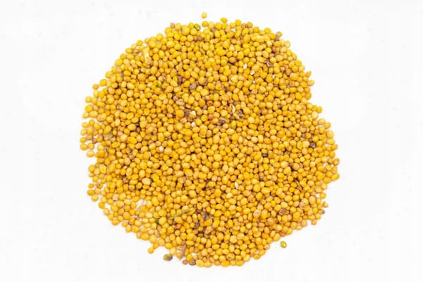 Vitt senapsfrö - 500g 0,5kg
