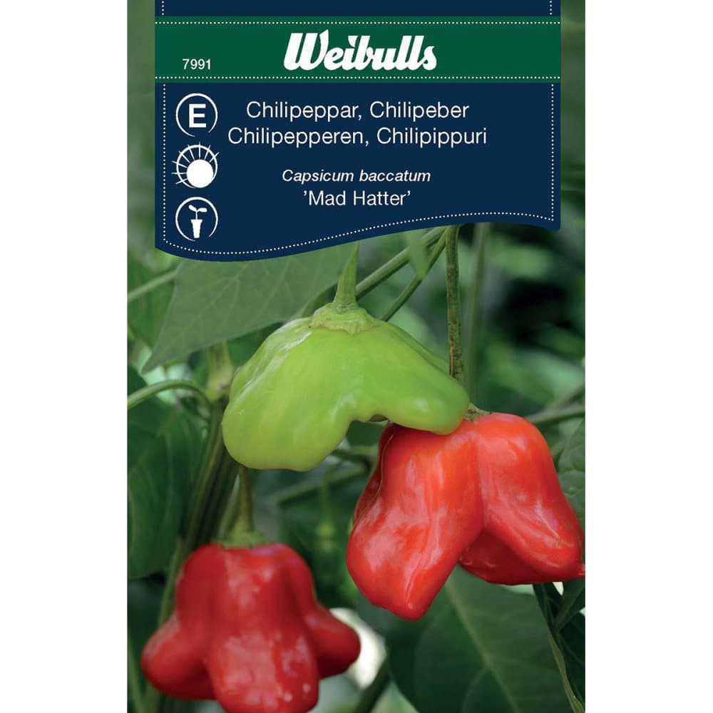 Weibulls Chili 'Mad hatter' Capsicum baccatum