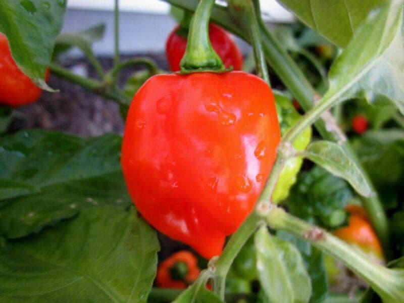 Chili 'Habanero Red Caribbean' 20 st frön