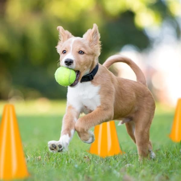 Relaxdays Varningskoner, x16, fotboll, hunddressyr, ridsport, byggkoner 23 cm, barn, orange