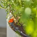Miniatyrbild 5 av 6: Balkongstartsats - upp till 15 plantor - 13401-20