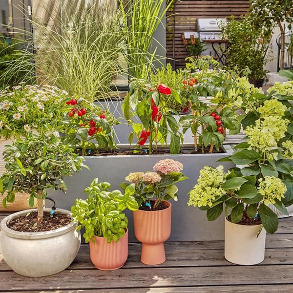 Initieringssats för terrass upp till 30 plantor - 13400-20