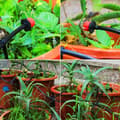 Miniatyrbillede 6 af 11: 100 stk 360 graders justerbar vanding dryp sprinklere, 1/4 tommer dryp sprinklere, have dryp vanding til vanding af blomster