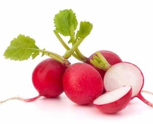 Rädisa groddfrön BIO 25g / BIOnaturo