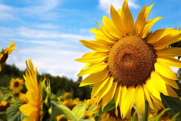Itävöitävät auringonkukansiemenet BIO 40g / BIOnaturo