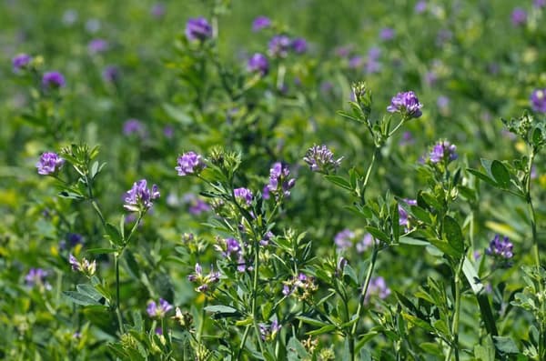 Alfalfa BIO 25g groningsfrön / BIOnaturo