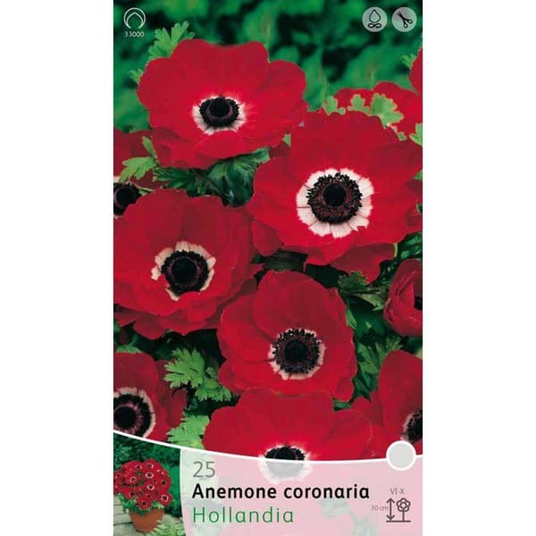 HÖSTBLOMSTERN ANEMON HOLLAND, FÖRPACKNING 20 BULB.