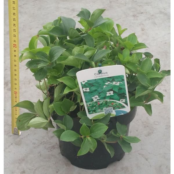 1 VÄXT AV CORNUS CANADENSIS KRUKA 17CM perenn