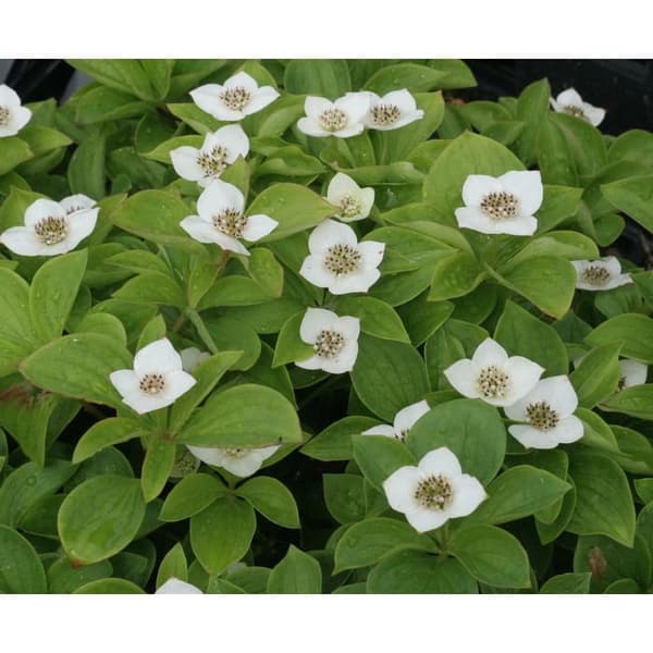 1 VÄXT AV CORNUS CANADENSIS KRUKA 17CM perenn