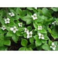Miniatyrbild 1 av 3: 1 VÄXT AV CORNUS CANADENSIS KRUKA 17CM perenn