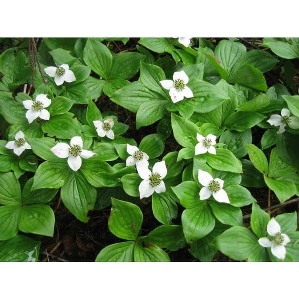 1 VÄXT AV CORNUS CANADENSIS KRUKA 17CM perenn