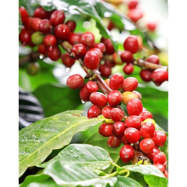 1 VÄXT AV COFFEA ARABICA KAFFEVÄXT I KRUKA 12CM INOMHUSVÄXTAR