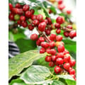 Miniatyrbild 1 av 2: 1 VÄXT AV COFFEA ARABICA KAFFEVÄXT I KRUKA 12CM INOMHUSVÄXTAR