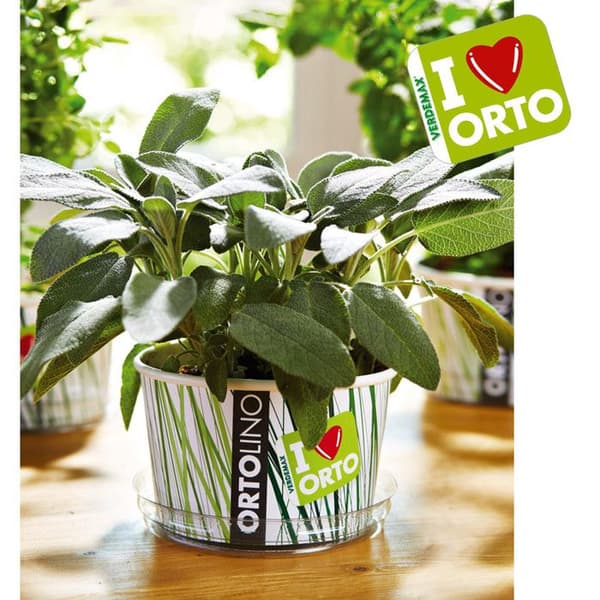 KIT ORTOLINO SALVIA VERDEMAX ORTO SEMEN I KÖKET GÖR DET SJÄLV BÄRBAR