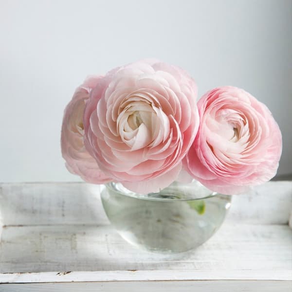 Perse smörblomma Pastel - Set om 40 - Ranunculus - Blomlökar - Flerfärgad