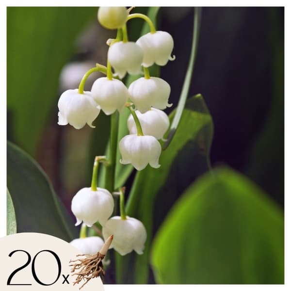 Liljekonvalj - Set om 20 - Convallaria 'Majalis' - Blomlökar - Vit
