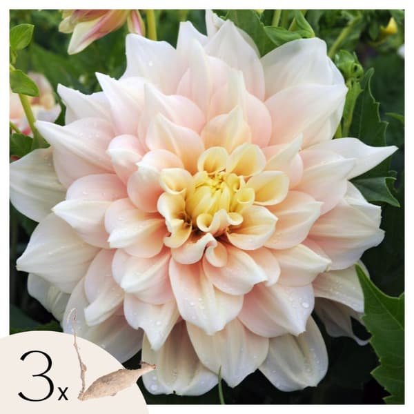 Dahlialökar - Set om 3 - Dahlia 'Break Out' - Blomlökar - Rosa