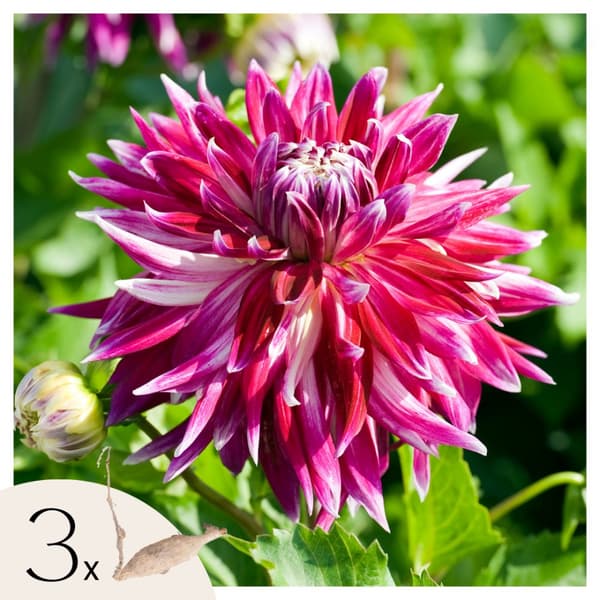 Dahlialökar - Set om 3 - Dahlia 'Vancouver' - Blomlökar - Rosa