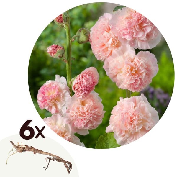 Stokrose - Sæt med 6 - Alcea Rosea 'Peaches 'N Dreams' - Jordstængler - Lyserød
