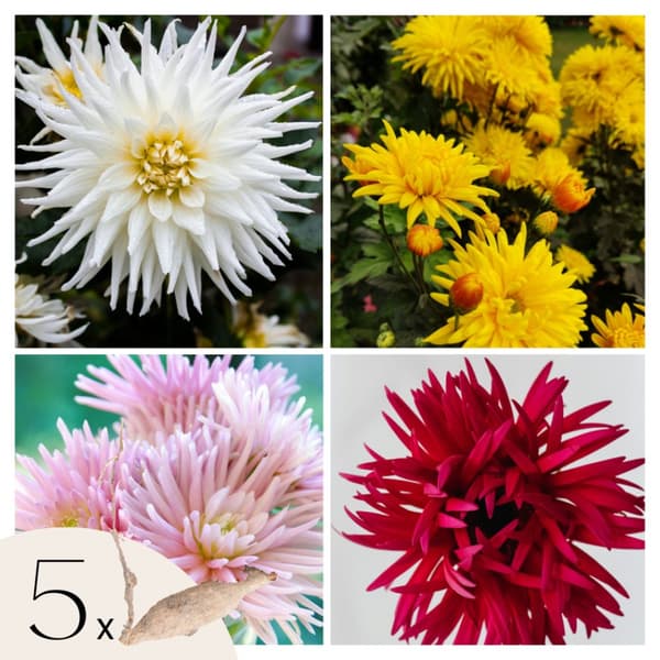 Dahlia-knolde - Sæt med 5 - Dahlia 'Cactus Mix' - Jordstængler - Flerfarvet