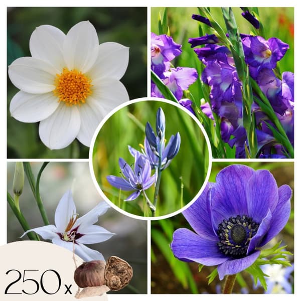 Blomlökpaket - Set om 250 - Bulb Garden VJ Blue - Blomlökar - Blå