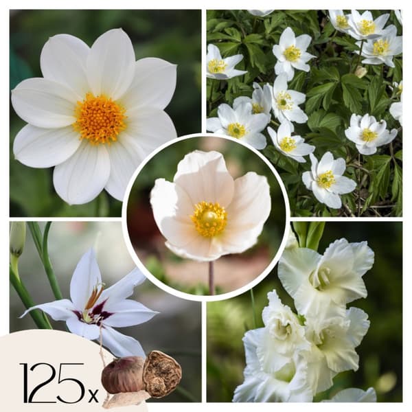 Anemon - Set om 125 - Bulb Garden VJ White - Blomlökar - Vit