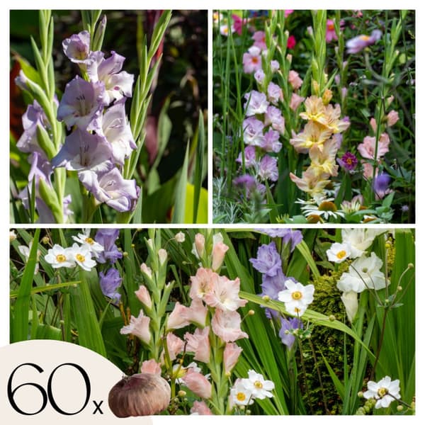 Gladioluslökar - Set om 60 - Gladiolus Pastel Mix - Blomlökar - Flerfärgad