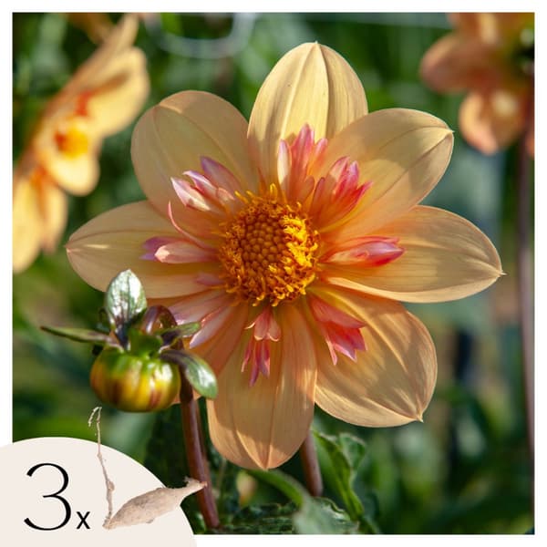 Dahlialökar - Set om 3 - Dahlia 'Kelsey Annie Joy' - Blomlökar - Orange