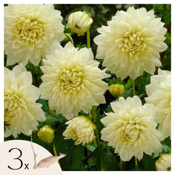 Dahlialökar - Set om 3 - Dahlia 'White Perfection' - Blomlökar - Vit
