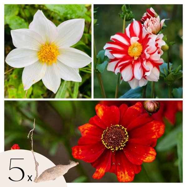 Dahlialökar - Set om 5 - Dahlia 'Sunset Mix' - Blomlökar - Röd
