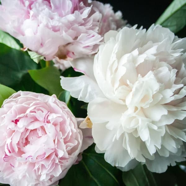 Pæon - Sæt med 2 - Paeonia - Jordstængler - Lyserød
