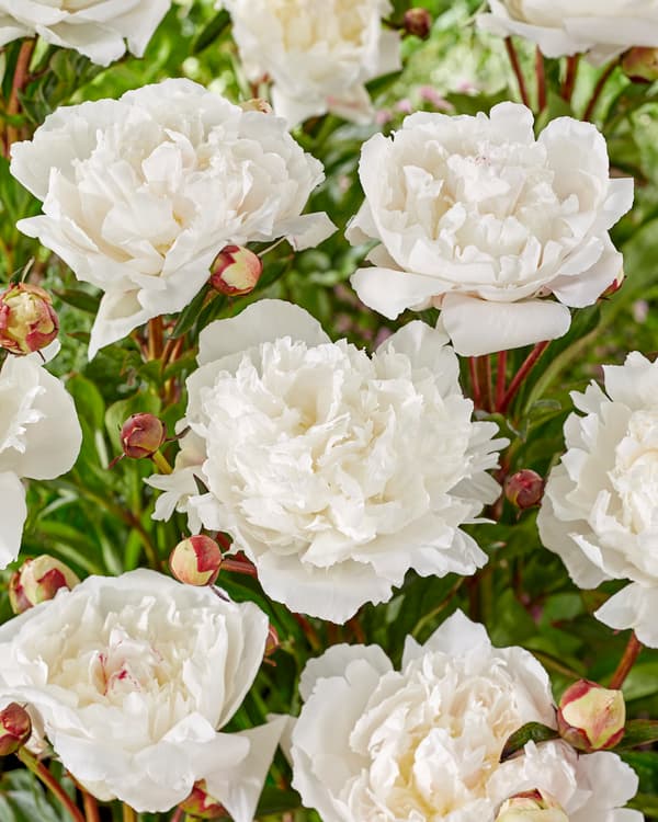Pæon - Sæt med 2 - Paeonia - Jordstængler - Lyserød