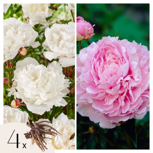 Pioner - Set om 4 - Paeonia - Rhizomer - Rosa