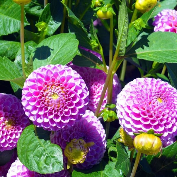 Daalian juurakot - 4 kpl - Dahlia 'Pink Love' - Kukkasipulit