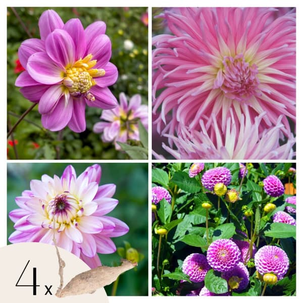 Dahlialökar - Sæt om 4 - Dahlia 'Pink Love' - Blomlökar