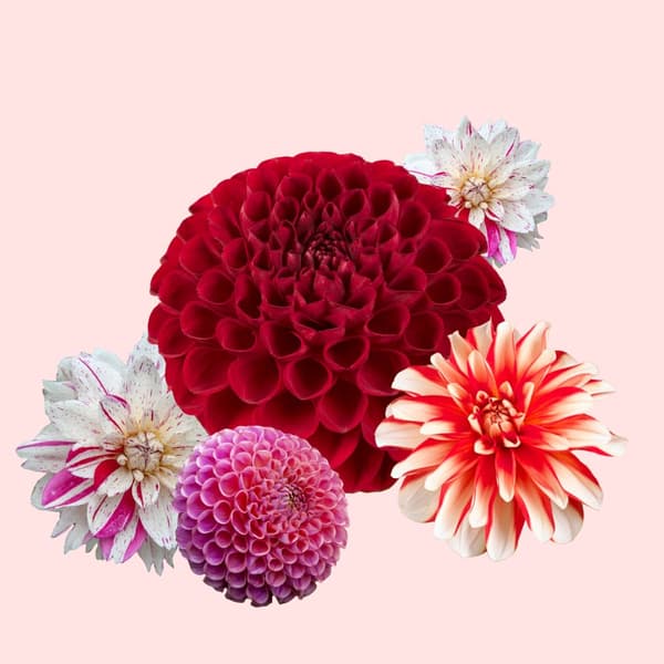 Dahlia-knolde - Sæt med 4 - Dahlia 'Bouqet Sunset' - Blomsterløg