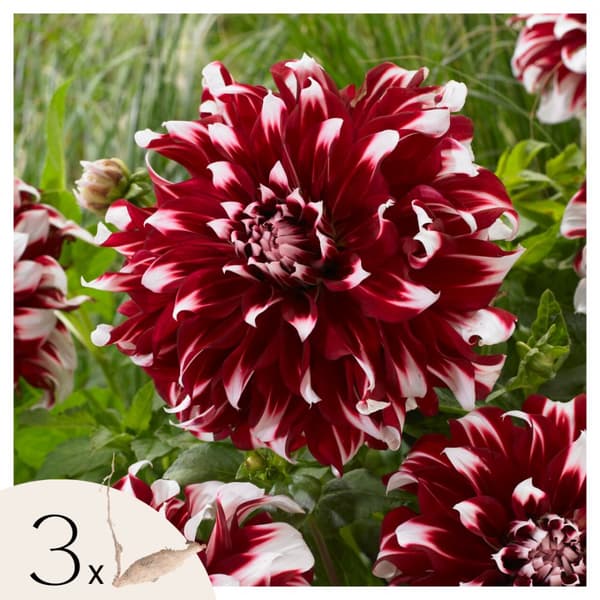 Dahlialökar - Sæt om 3 - Dahlia 'X-Factor' - Blomlökar