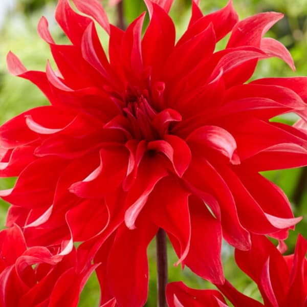 Dahlialökar - Sæt om 3 - Dahlia 'Labyrinth Red' - Blomlökar