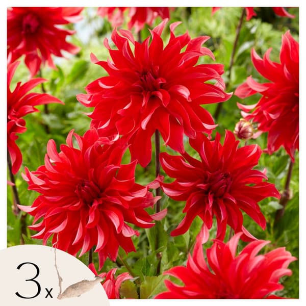 Dahlia-knolde - Sæt med 3 - Dahlia 'Labyrinth Red' - Blomsterløg