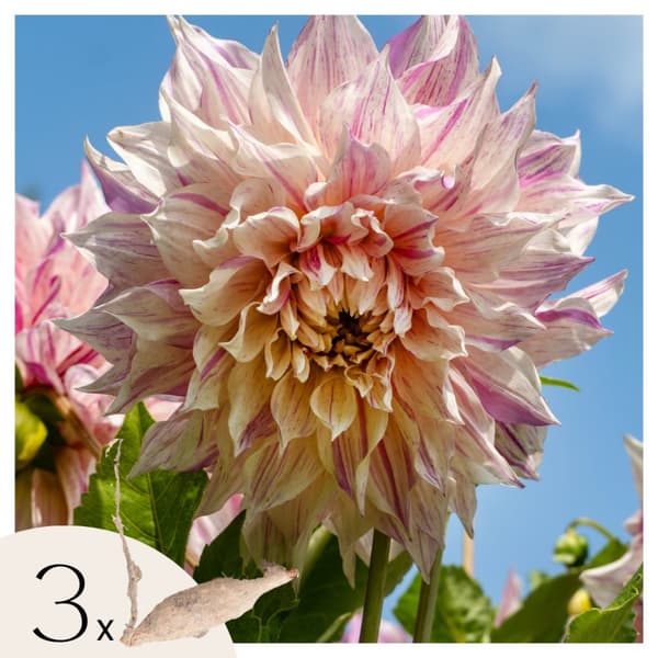 Dahlialökar - Sæt om 3 - Dahlia 'Café au lait Twist' - Blomlökar
