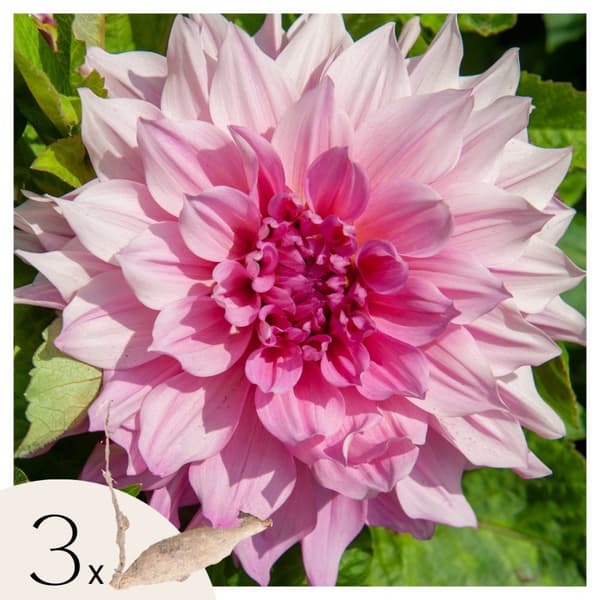 Dahlialökar - Sæt om 3 - Dahlia 'Café au lait Royal' - Blomlökar